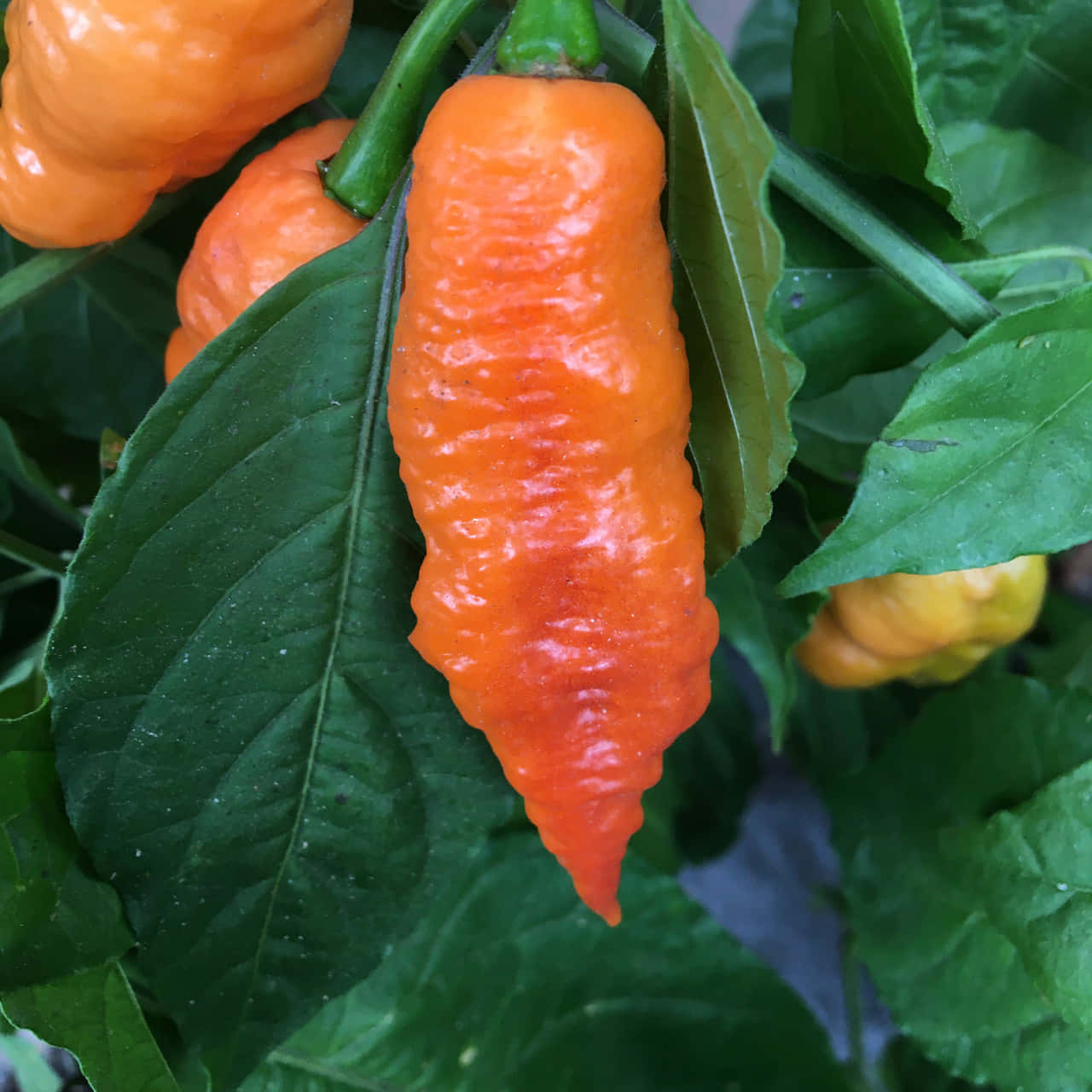 Breng Spanning In Je Leven Met Een Ghost Pepper Achtergrond