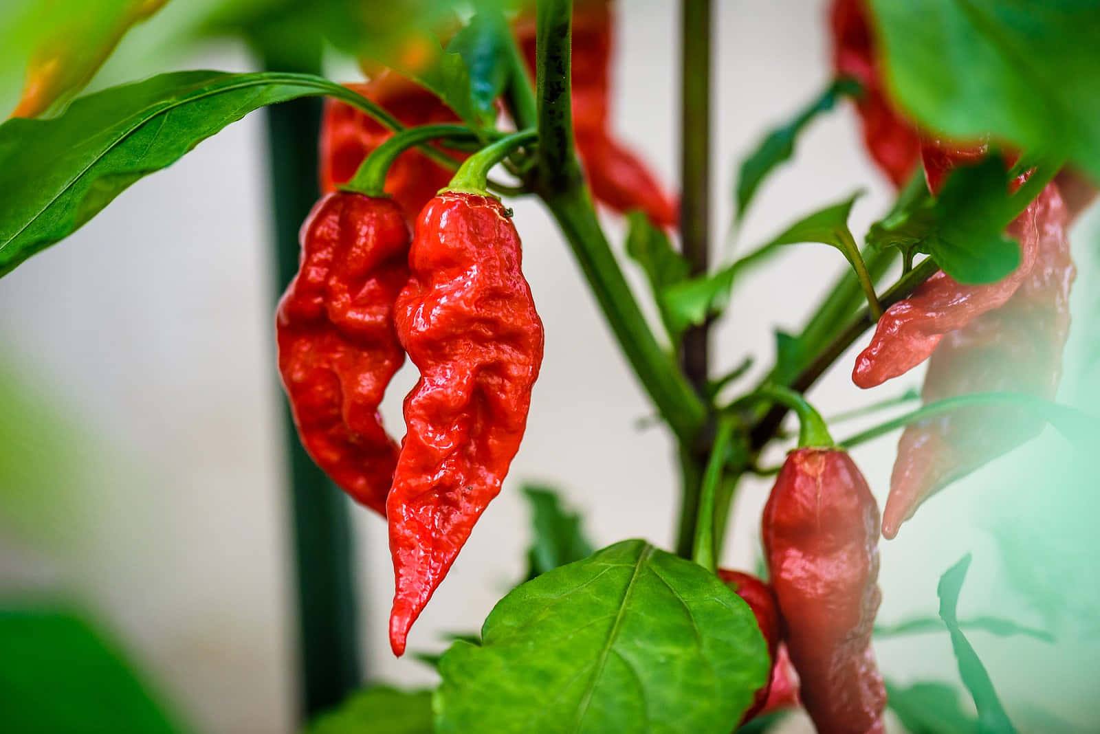 “Spicy ghosst pepper, a popular chili pepper variety used in many dishes.” Wallpaper