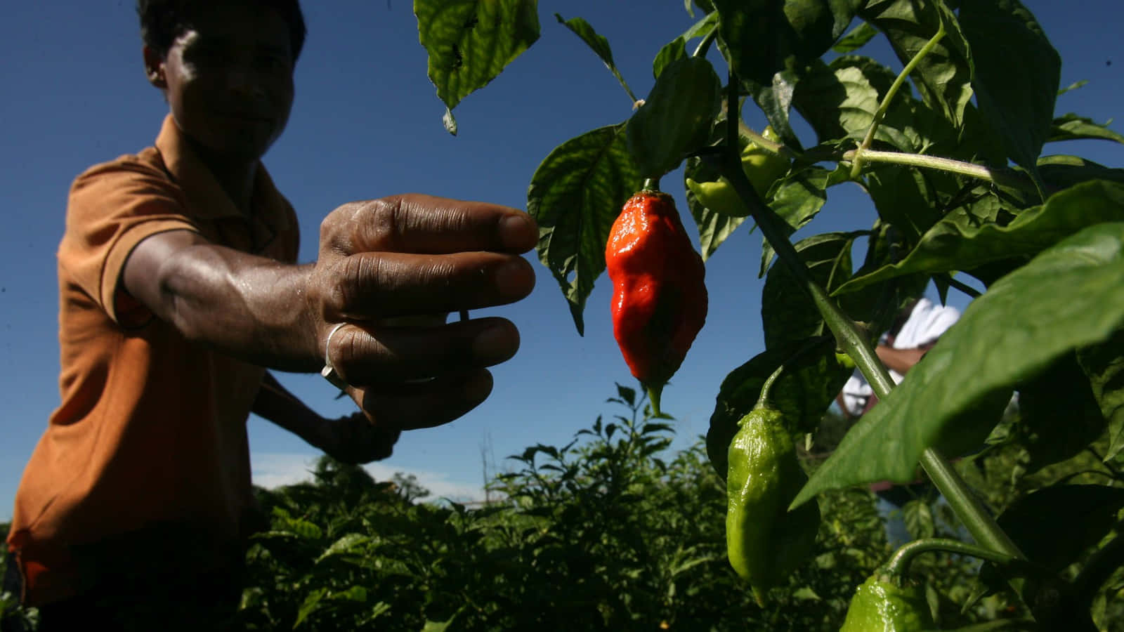 The fiery kick of the Ghost Pepper" Wallpaper