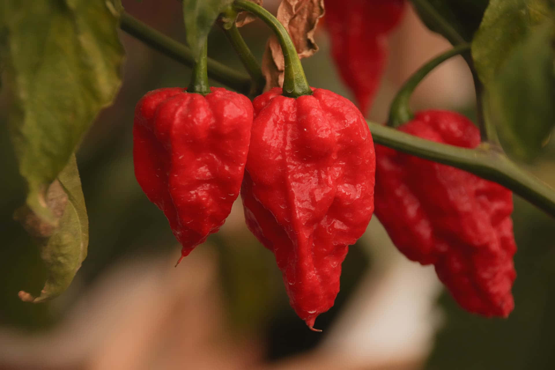 Een Close-up Van Een Ghost Pepper Achtergrond