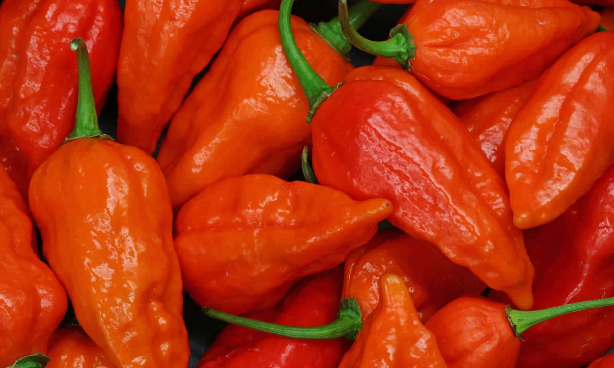 Harness the Power of the Ghost Pepper!" Wallpaper