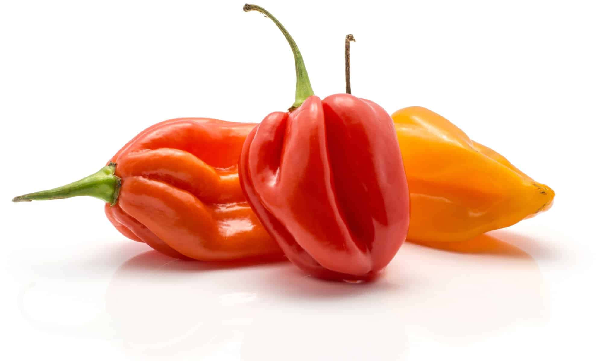 The world's hottest pepper – the ghost pepper Wallpaper