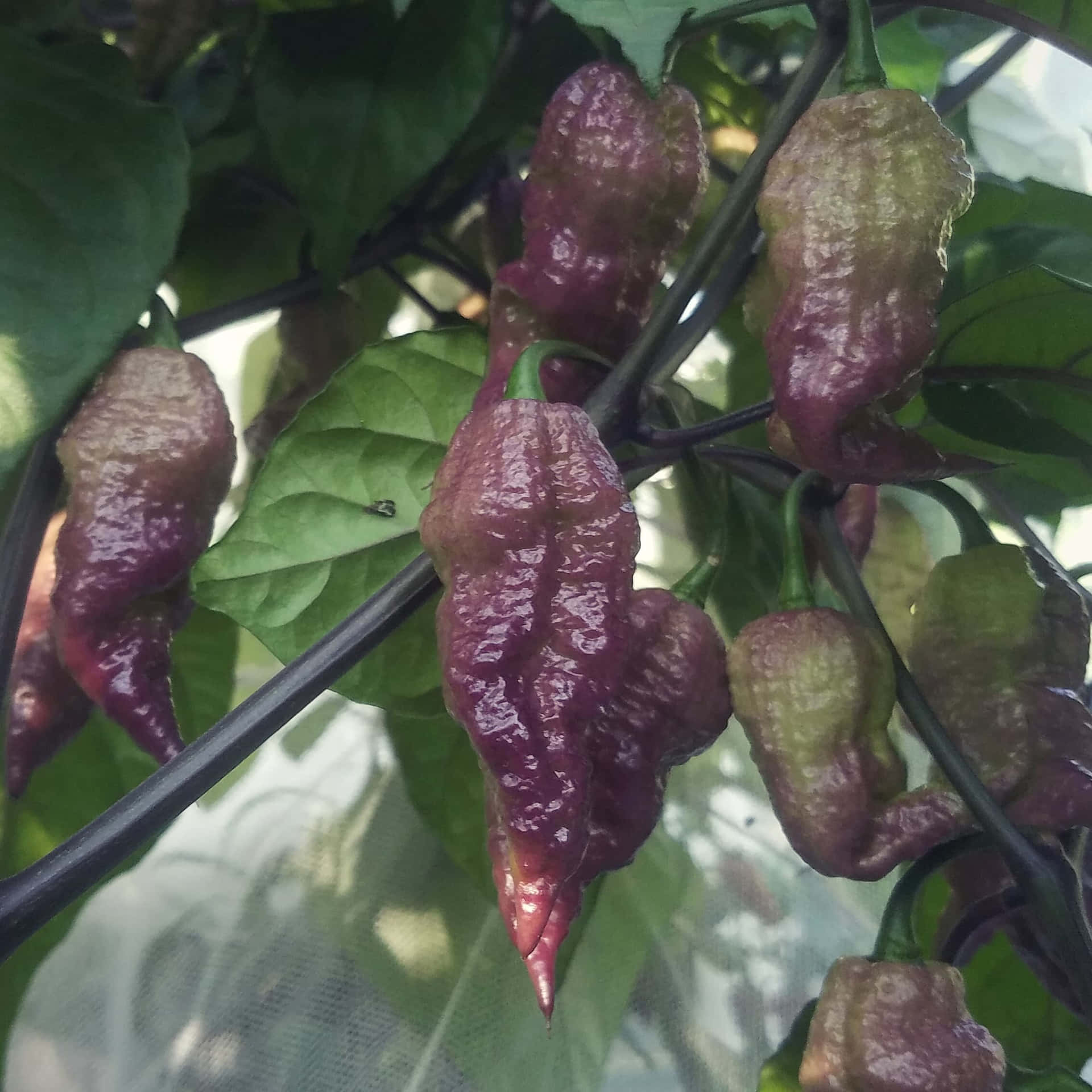 Ontketen De Hitte - Ghost Pepper Achtergrond