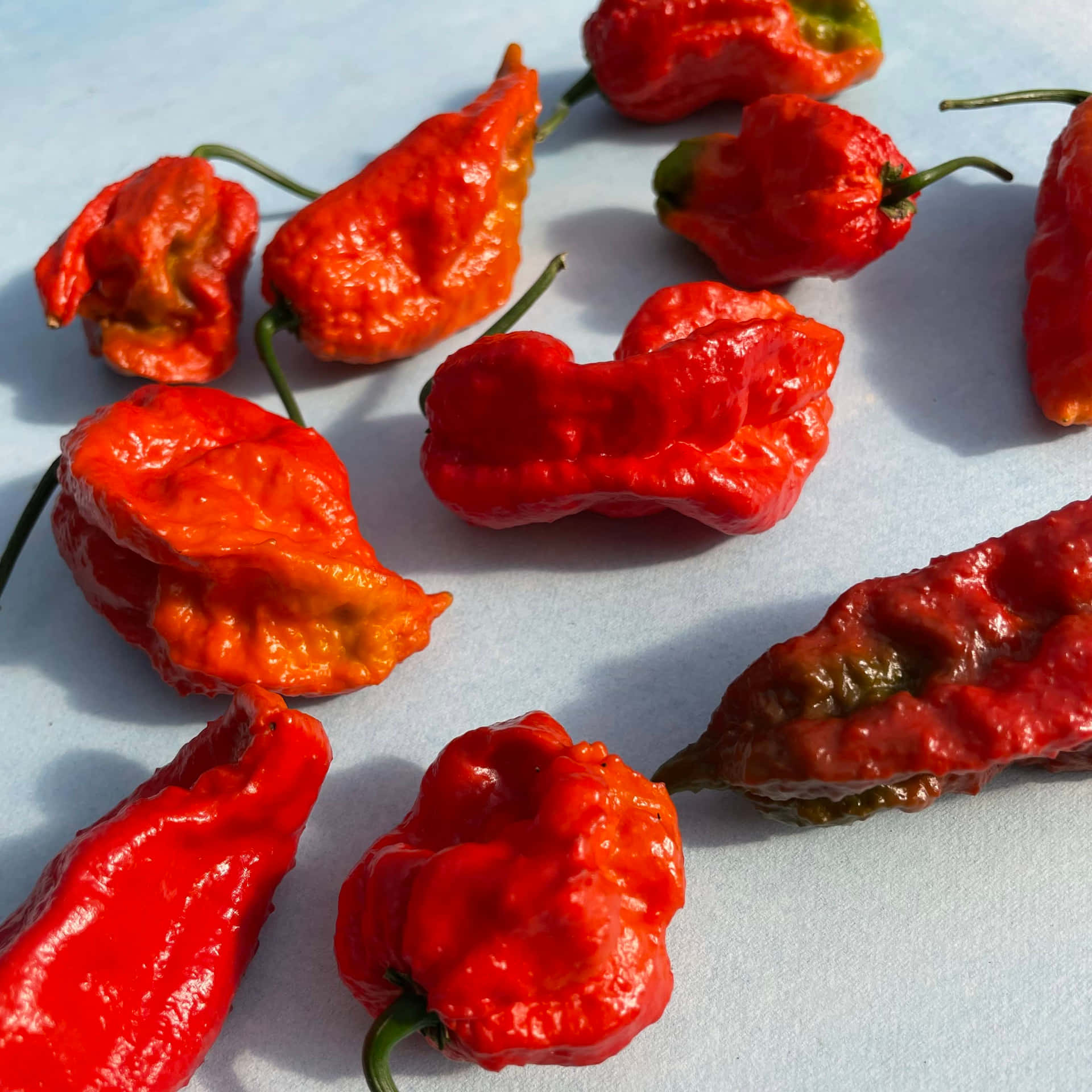 The world's hottest pepper - the ghost pepper" Wallpaper