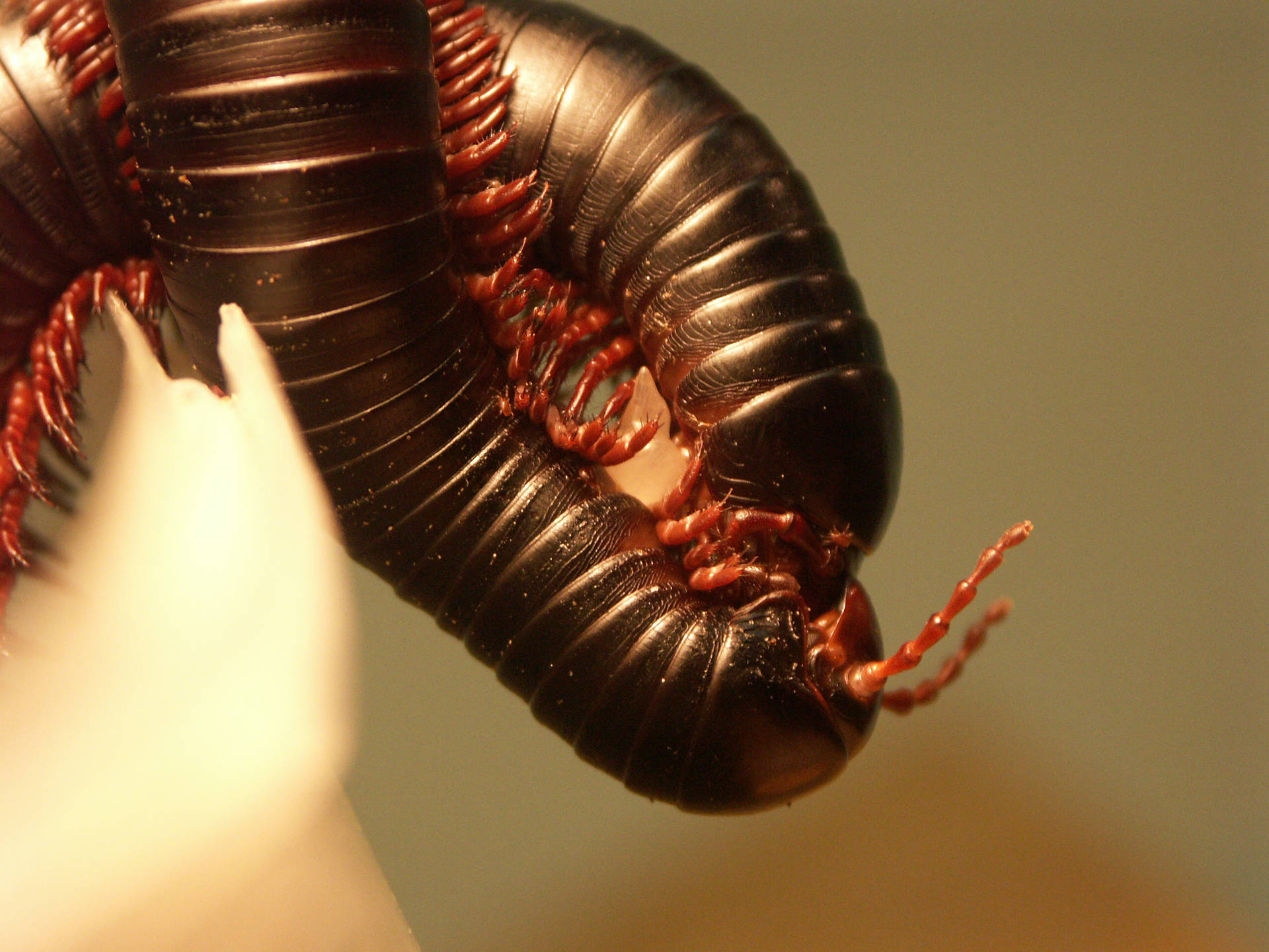 Giant African Millipede Entwining With Another Wallpaper