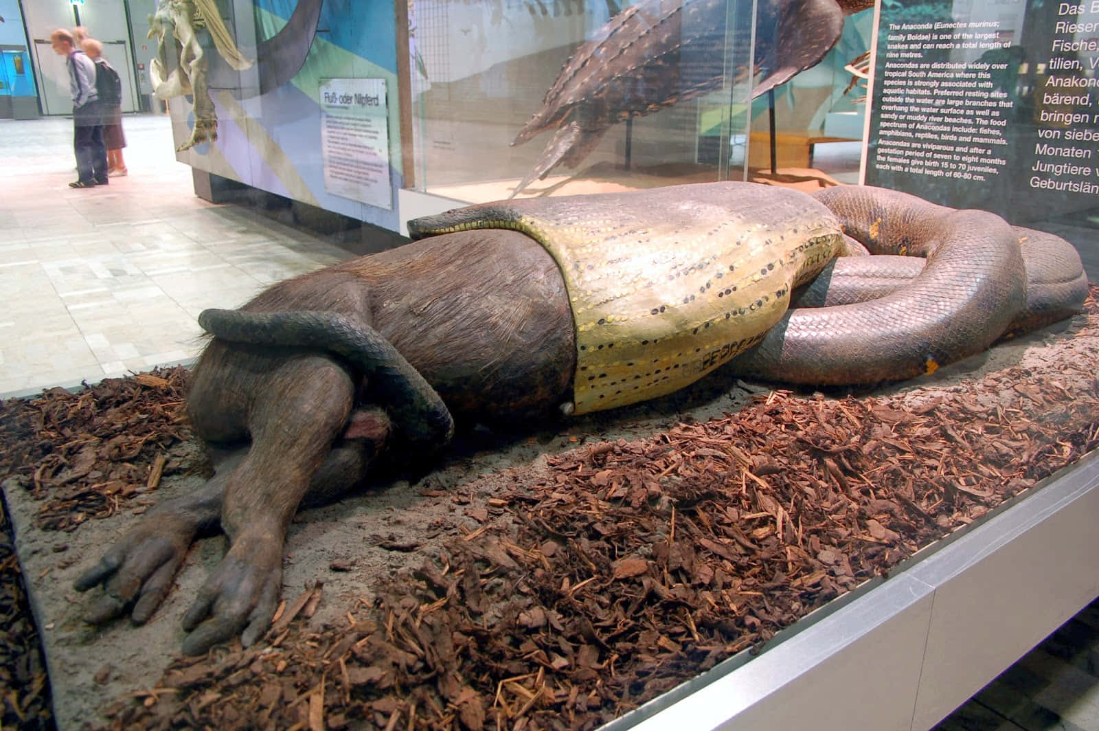 Giant Anaconda Exhibit Wallpaper