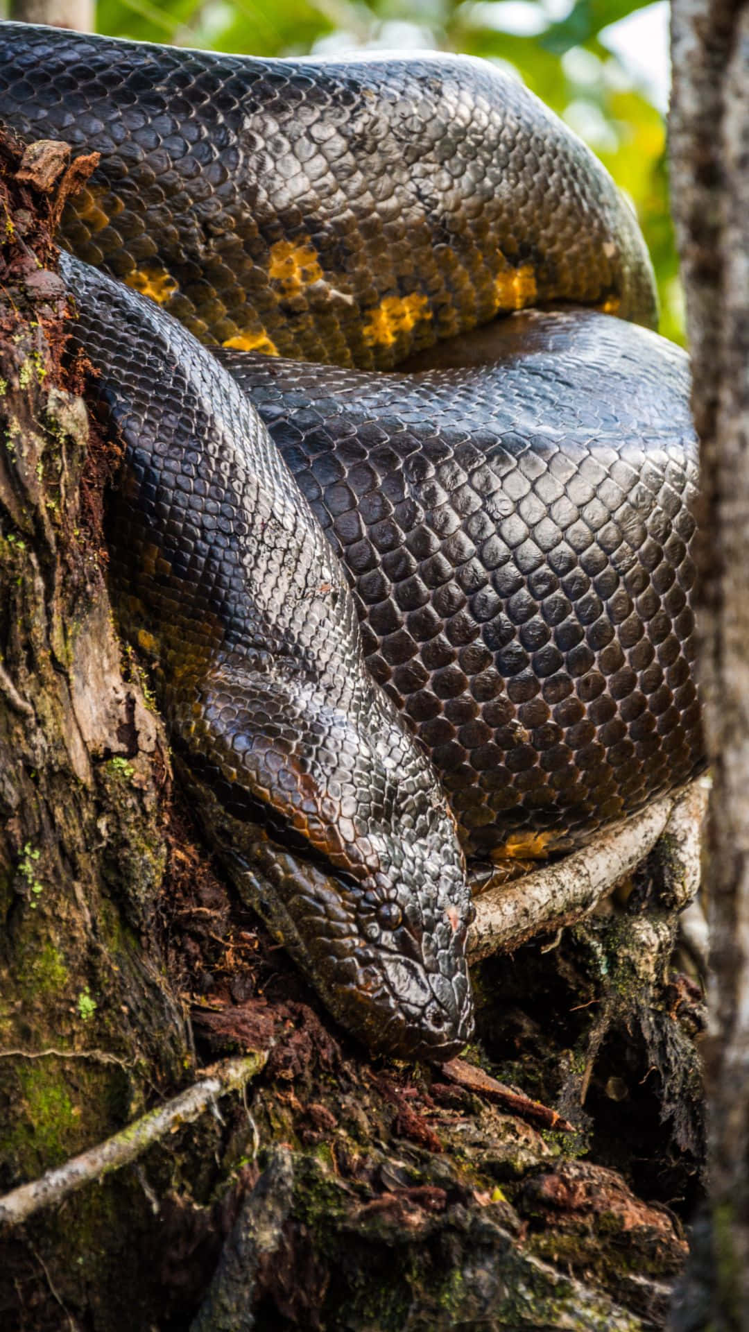 Giant Anaconda Restingon Tree Wallpaper