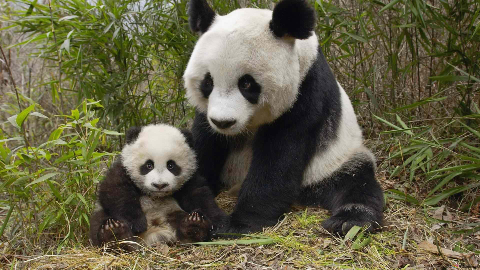 Giant And Baby Panda Bamboo Background