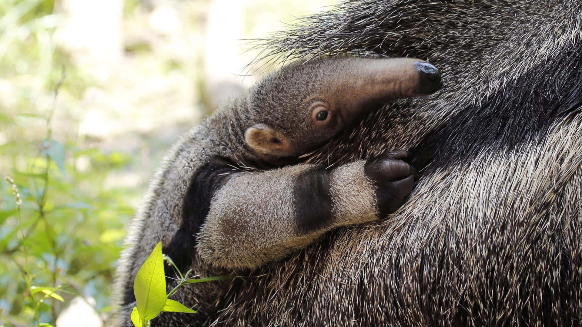 Fourmilier Géant Câlin Fond d'écran