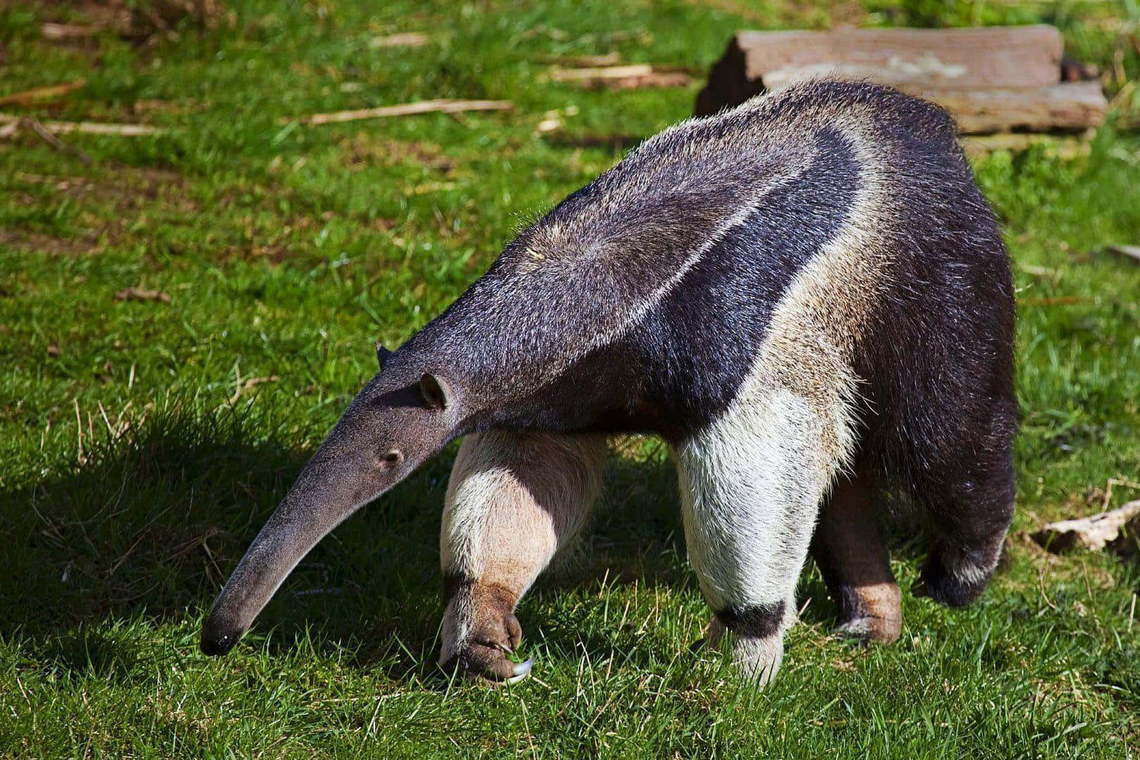 Giant Anteater Gressland Foraging.jpg Bakgrunnsbildet