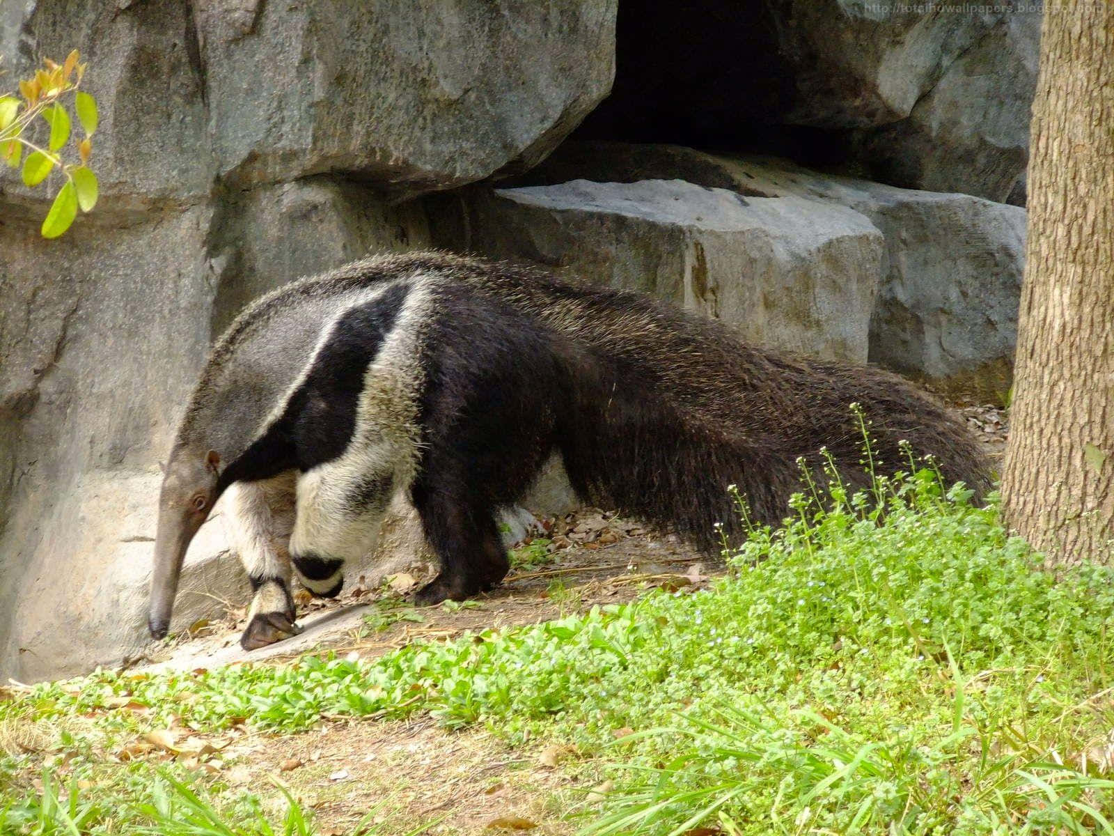 Giant Anteater Utendørs Bakgrunnsbildet