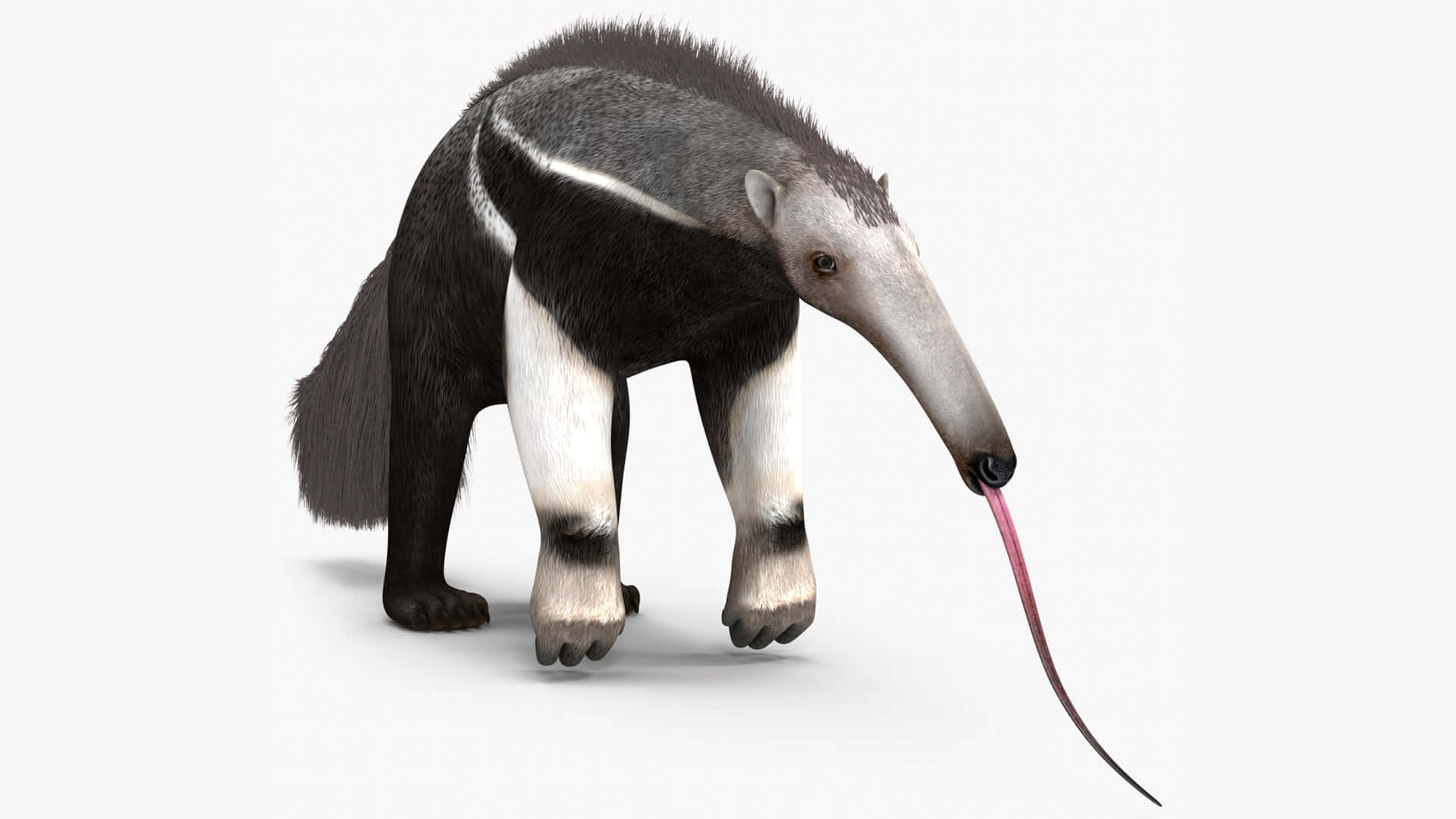 Giant Anteater Stående Hvit Bakgrunn.jpg Bakgrunnsbildet