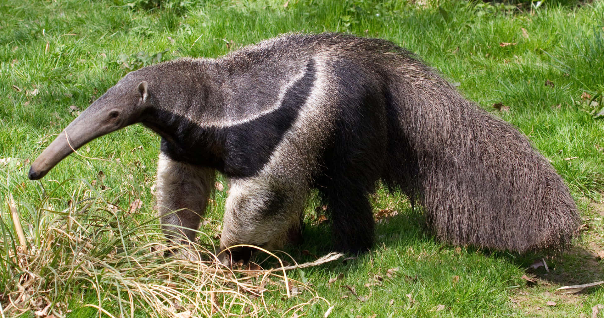 Fourmilier Géant Marchant Dans L'herbe Fond d'écran