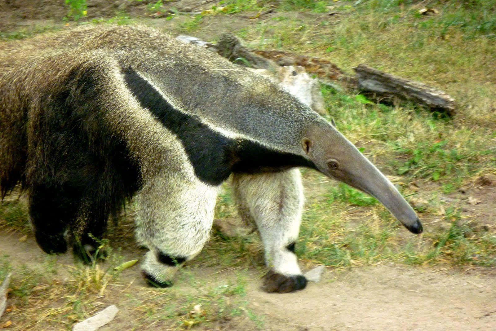 Giant Anteater Går Utendørs.jpg Bakgrunnsbildet