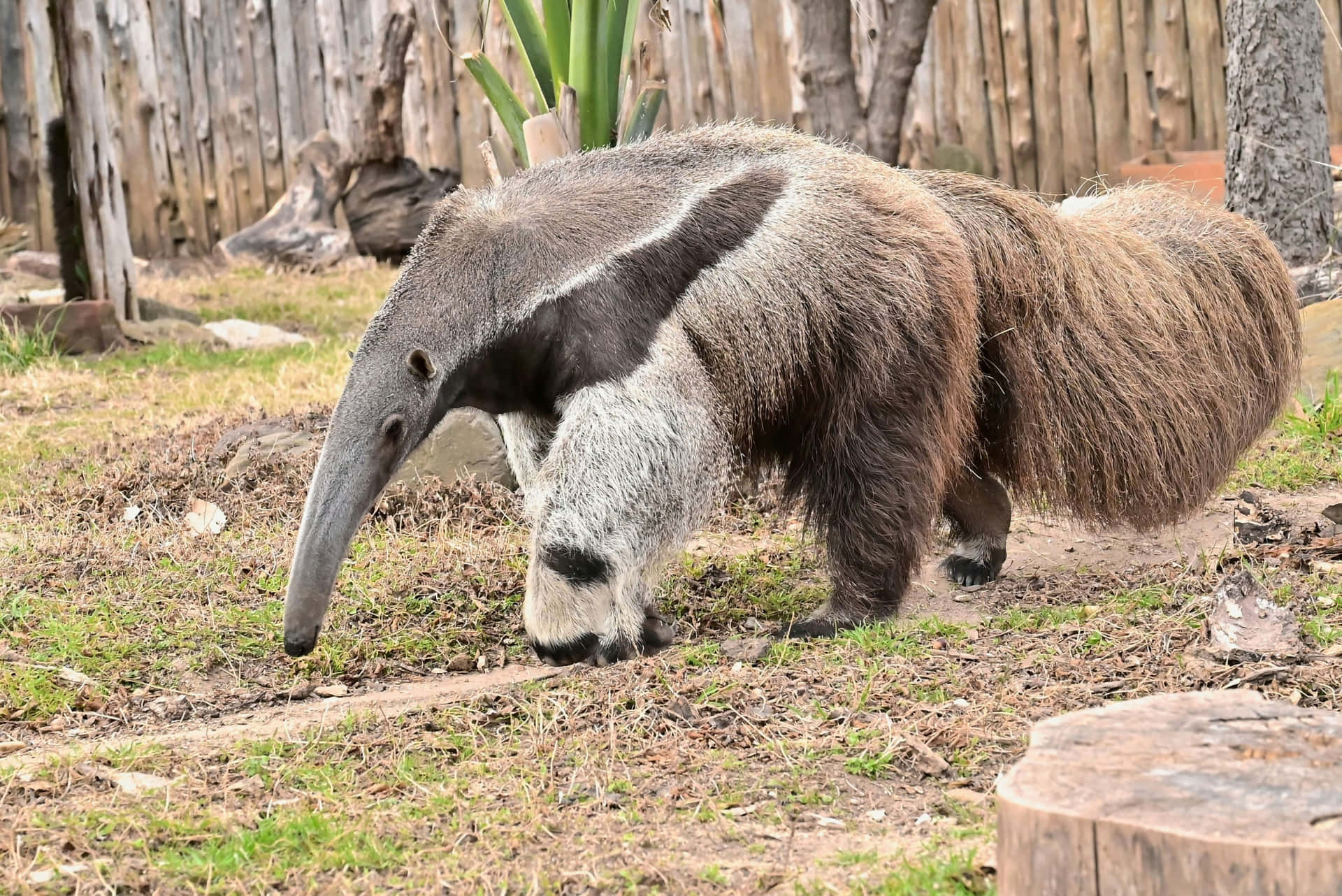 Giant Anteater Walking Outdoors.jpg Wallpaper