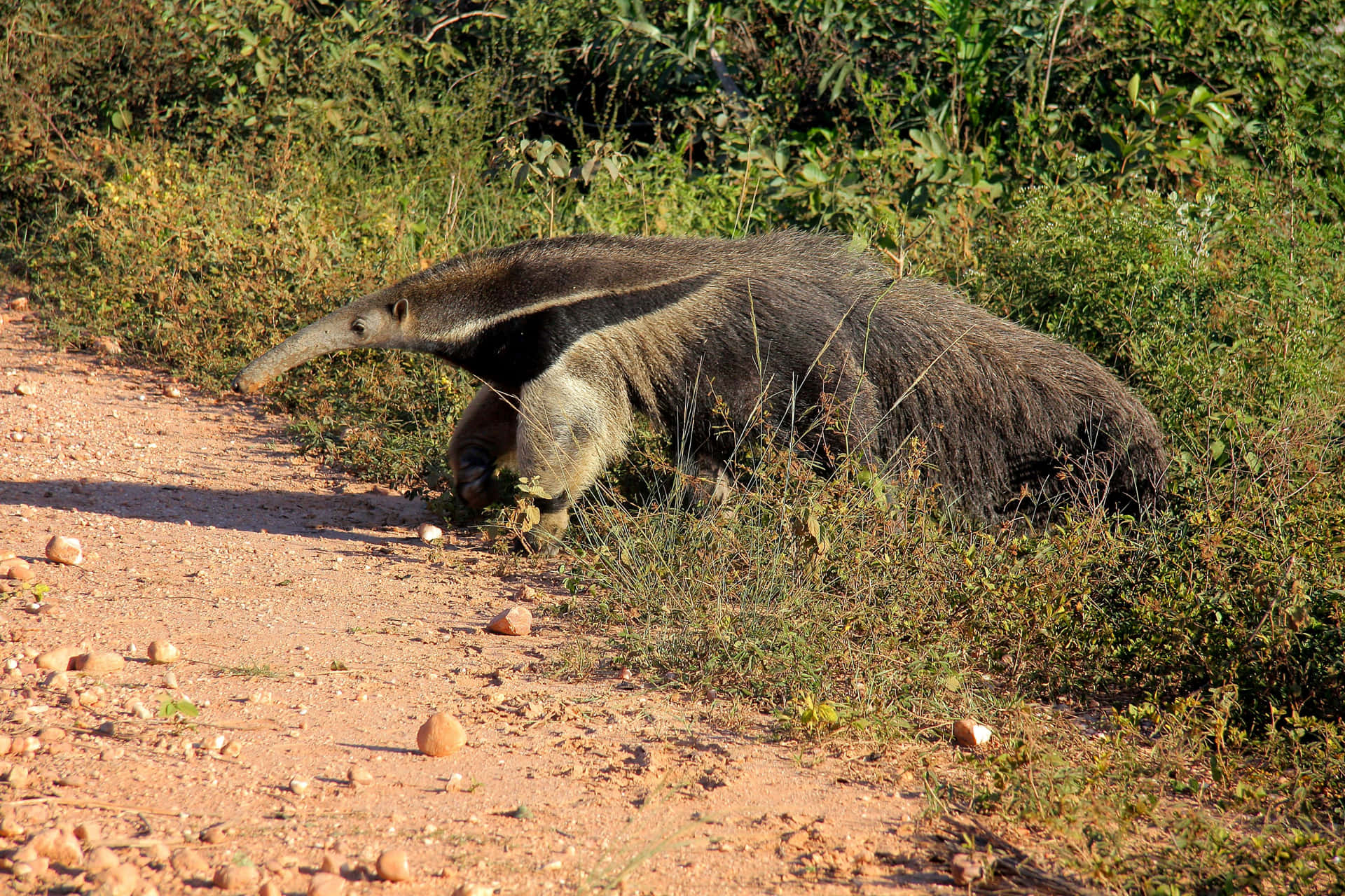 Giant Anteater Går På Stien.jpg Bakgrunnsbildet