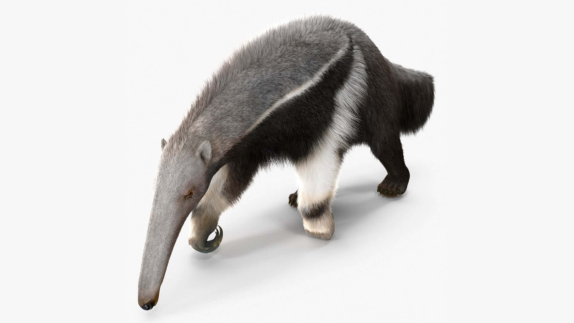 Download Giant Anteater White Background Wallpaper | Wallpapers.com