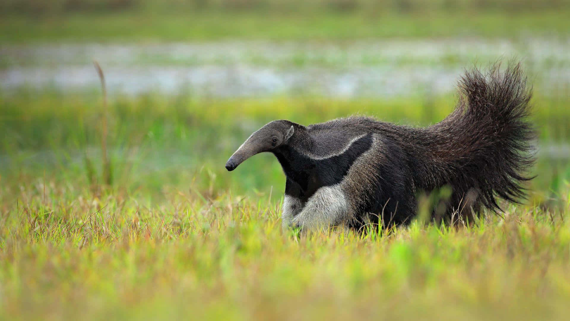 Fourmilier Géant Dans La Prairie Fond d'écran