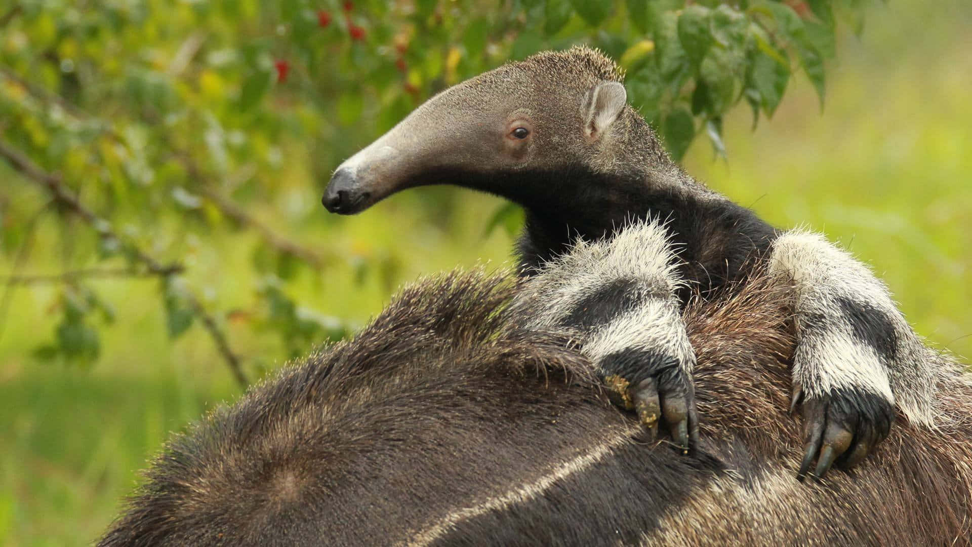 Fourmilier Géant Dans Son Habitat Naturel Fond d'écran