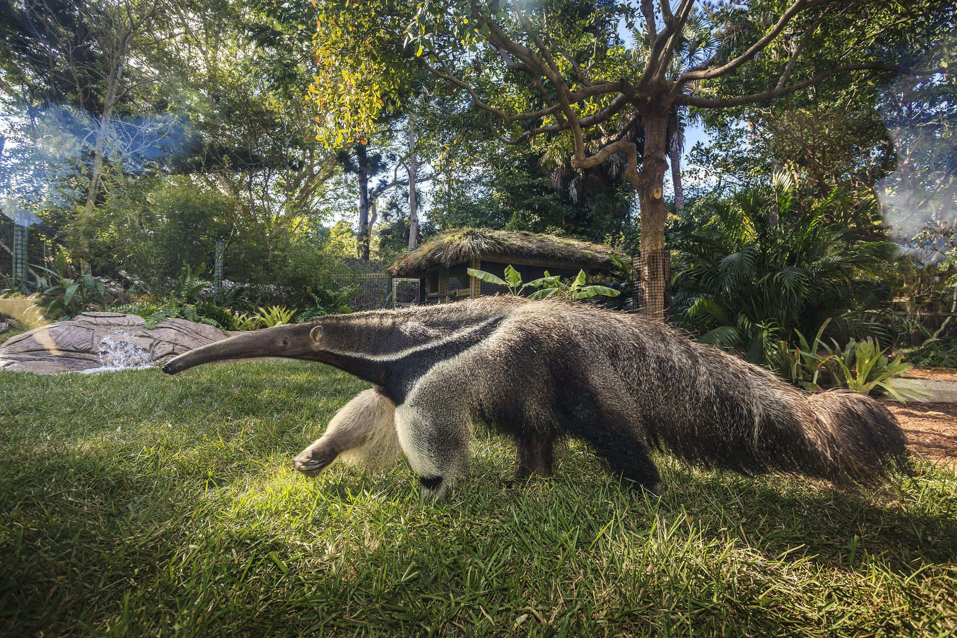 Giant Anteater I Naturlig Habitat.jpg Bakgrunnsbildet