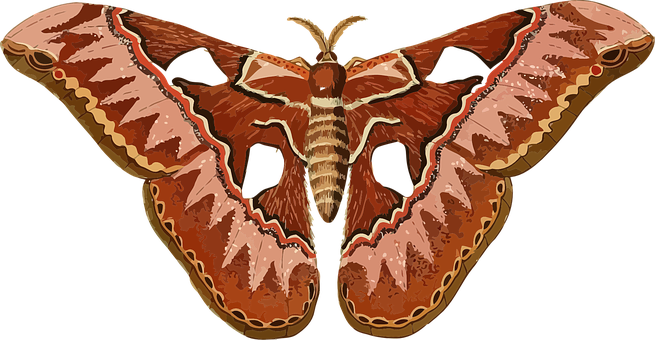Giant Atlas Moth Illustration PNG