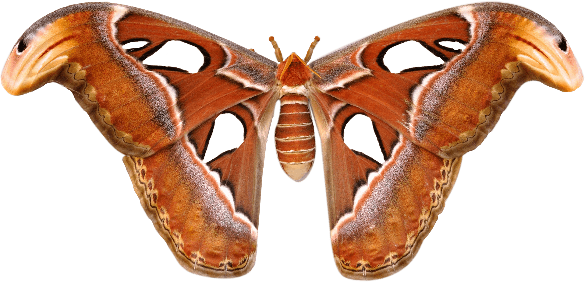 Giant Atlas Moth Spread Wings PNG