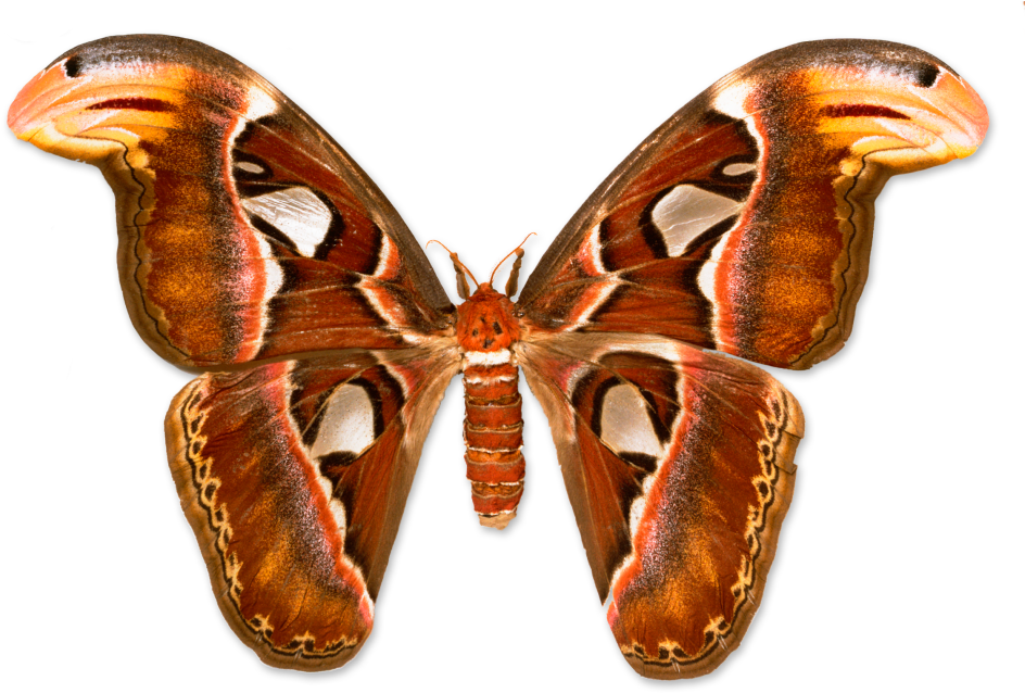 Giant Atlas Moth Transparent Background PNG