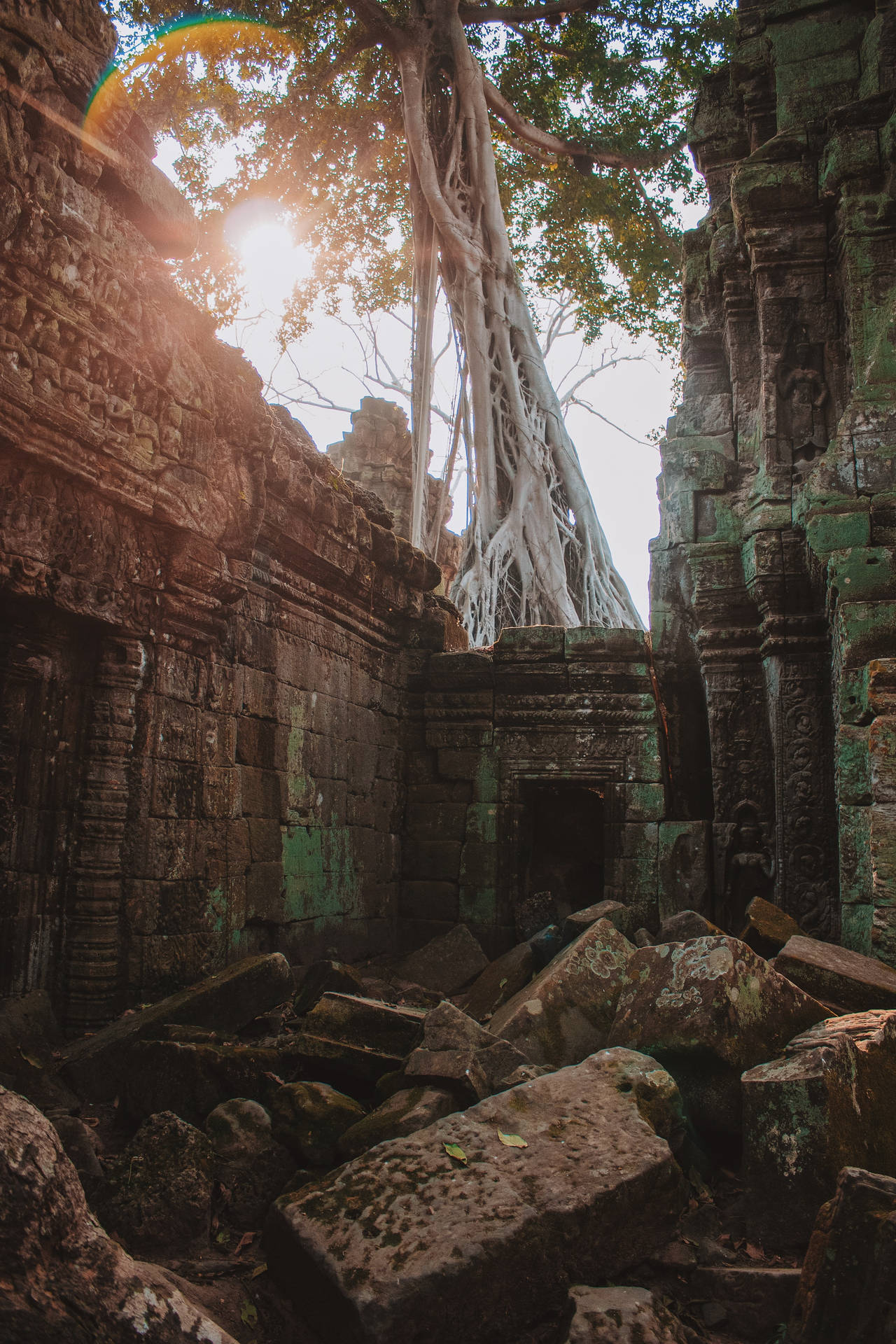 Árbolde Banyan Gigante En Angkor Wat, Camboya Fondo de pantalla