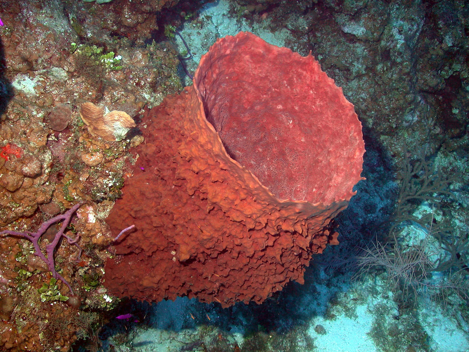 Giant Barrel Sponge Underwater Wallpaper