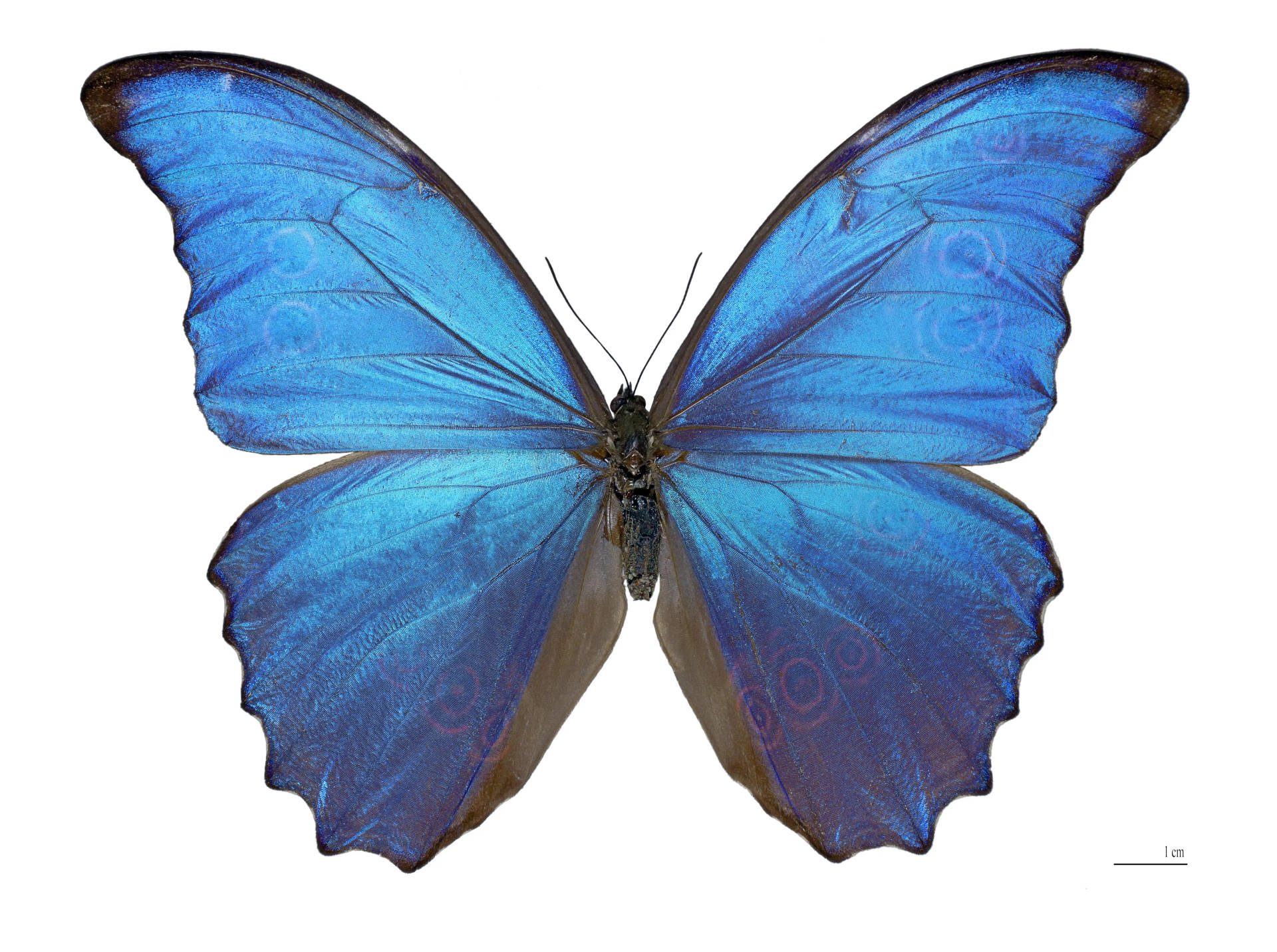 Giant Blue 4k Butterfly