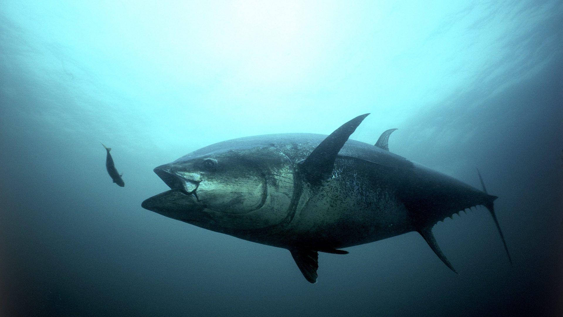 Giant Bluefin Tuna Wallpaper