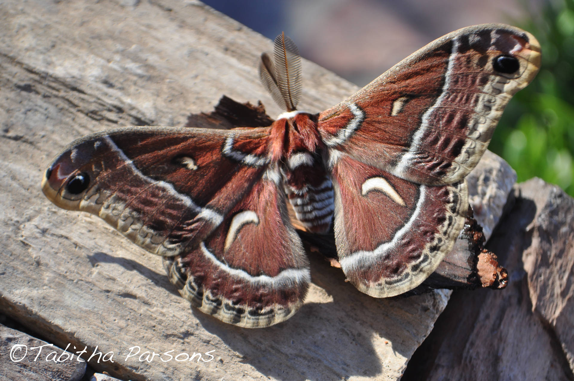 Giant Brown Ceanothus Silkmoth Butterfly Garden Wallpaper