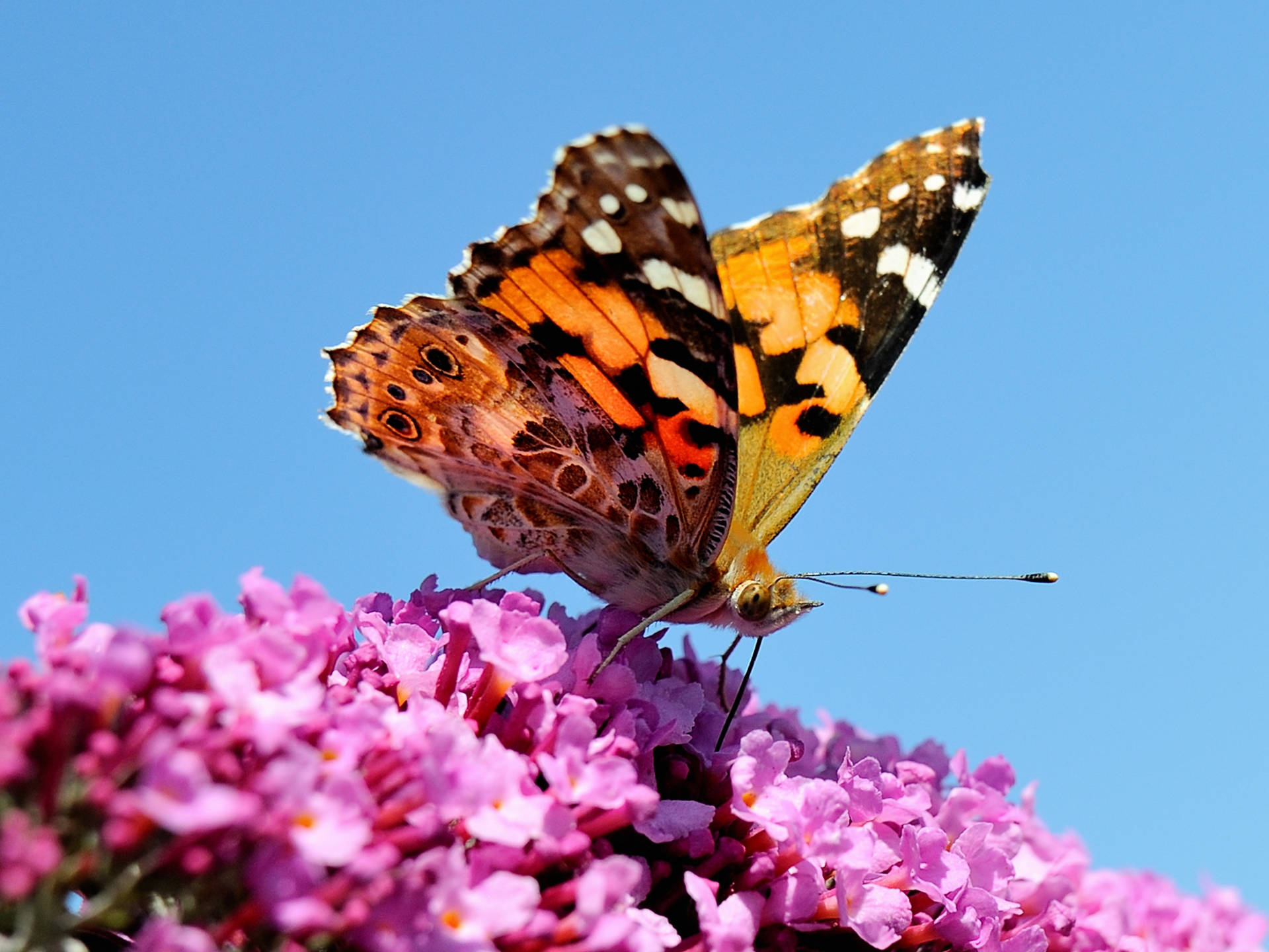 Giant Butterfly On Pink Buddleia Flower Wallpaper
