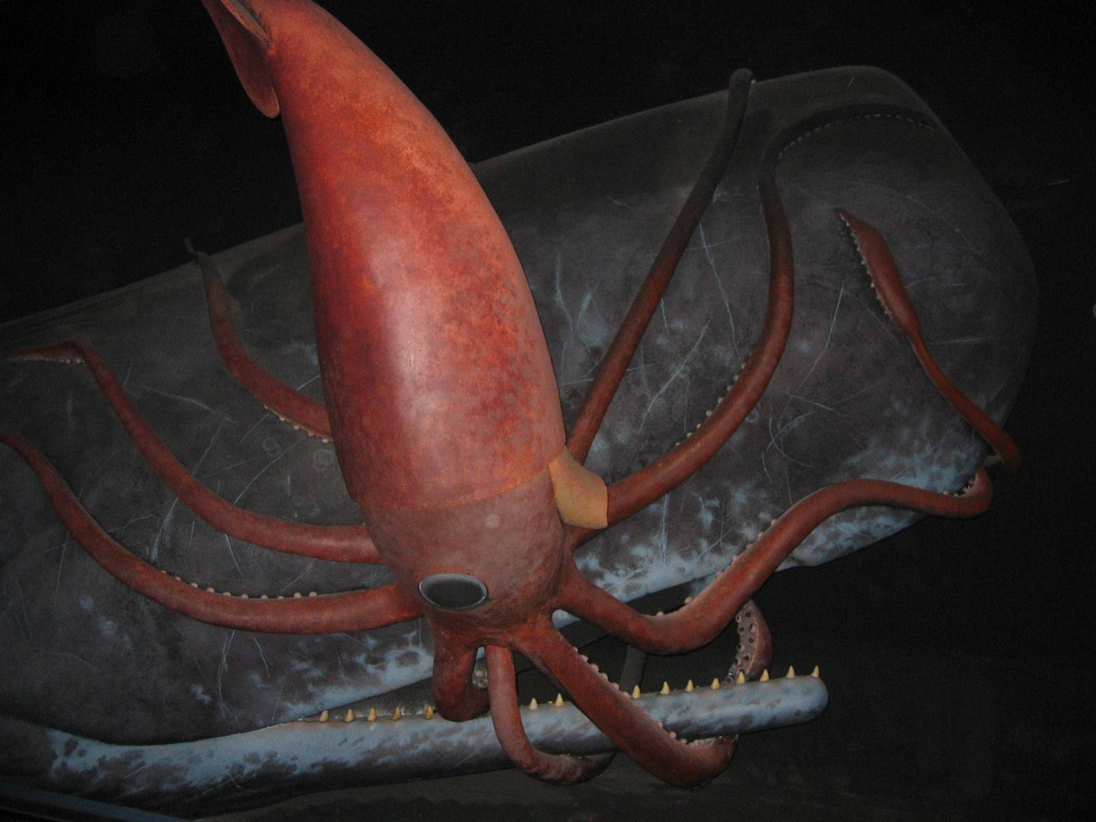 Giant Calamari Clinging To Sperm Whale Picture