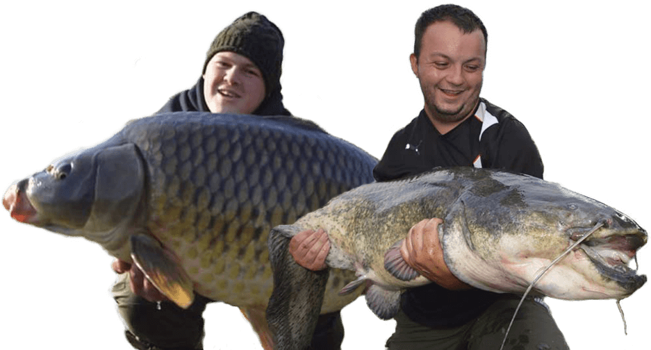 Giant Catfish Caughtby Fishermen.png PNG