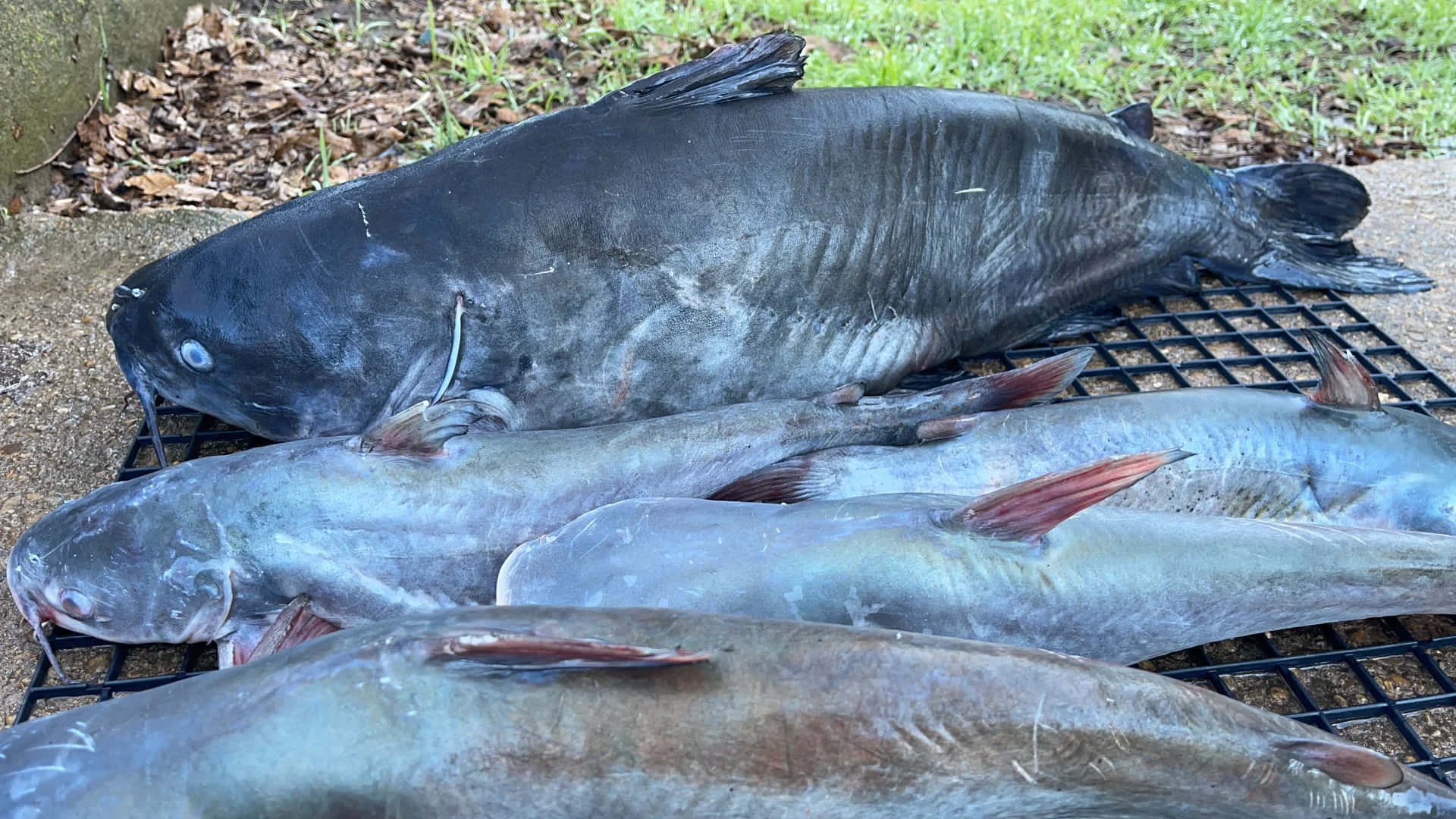 Giant Channel Catfish Catch Wallpaper