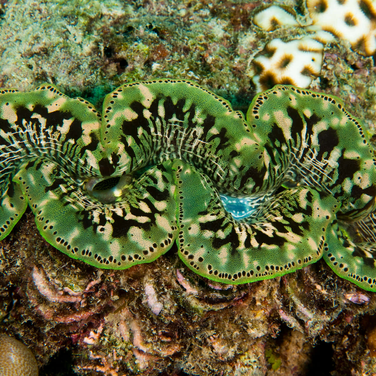 Giant Clam Basking Underwater In Tropical Ocean Wallpaper