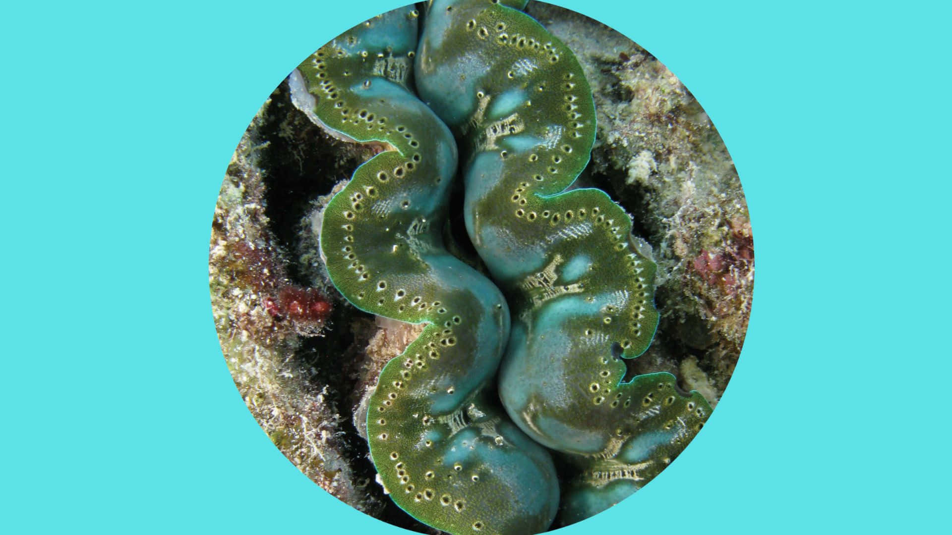 Giant Clam Closeup Underwater Wallpaper