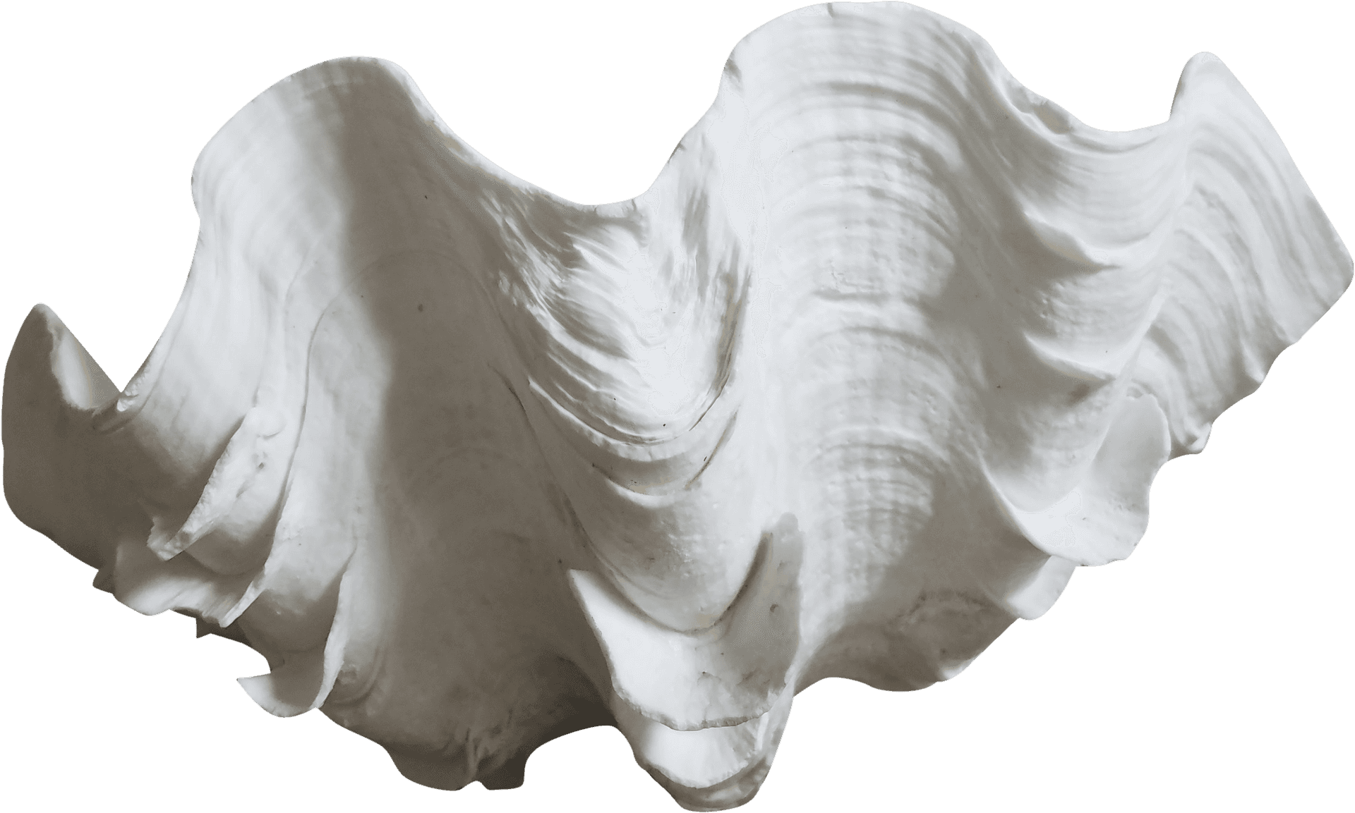 Giant Clam Shell Isolated PNG