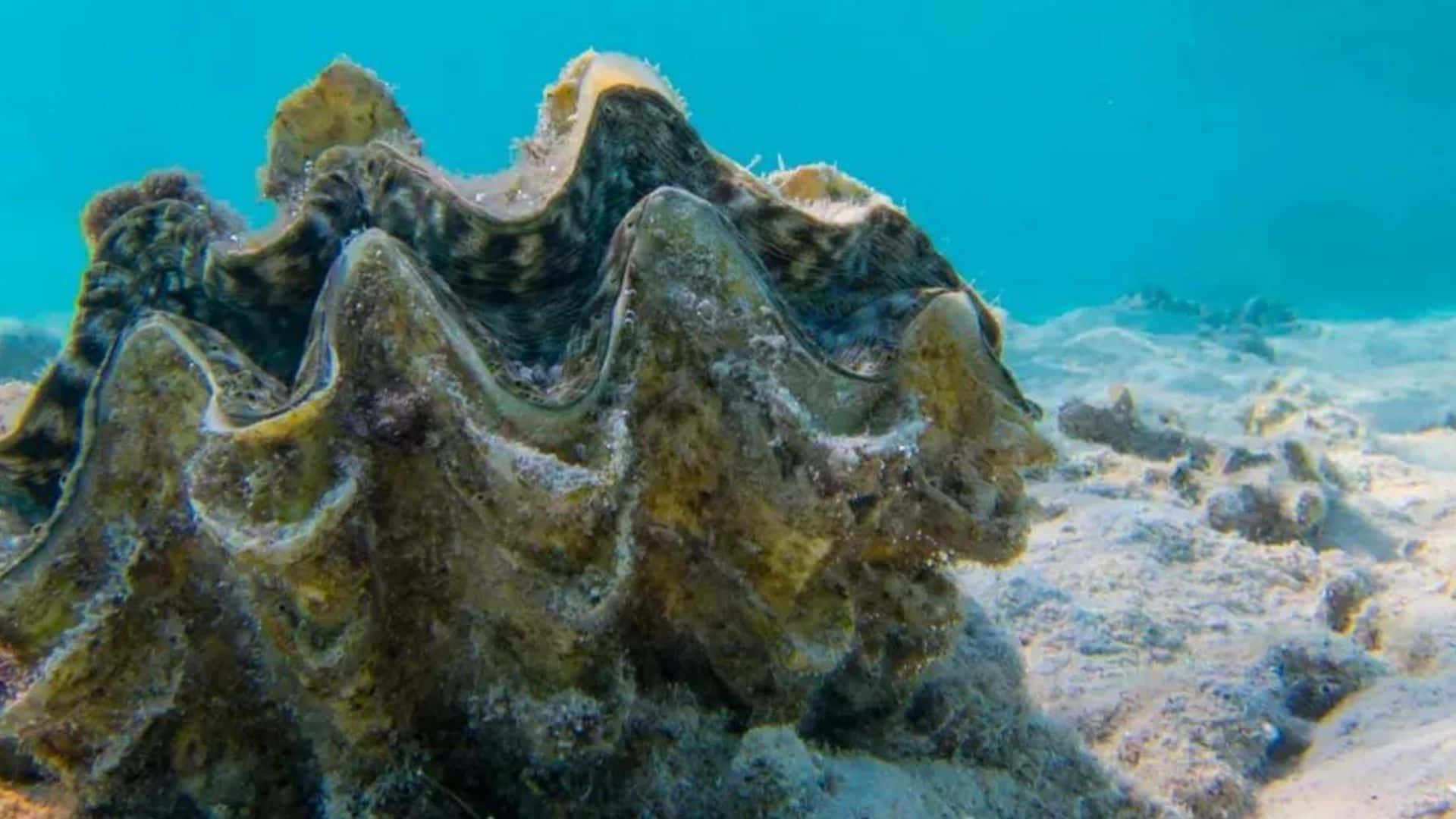 Giant Clam Underwater Wallpaper