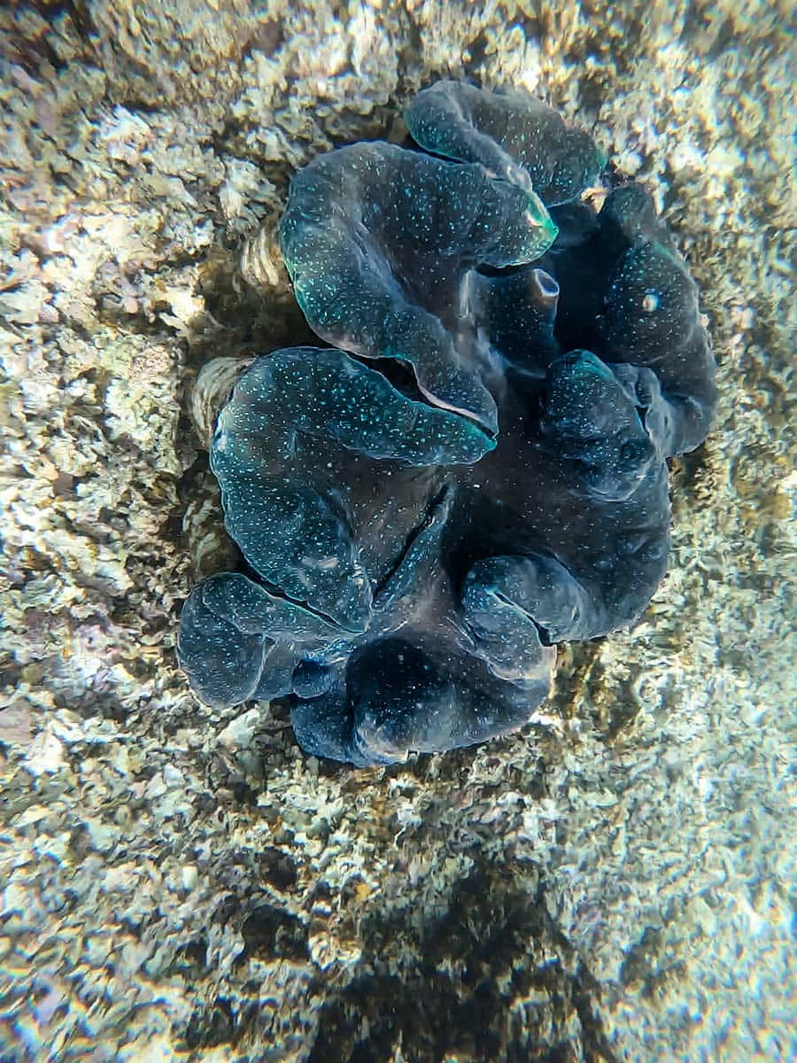 Giant Clam Underwater Beauty.jpg Wallpaper