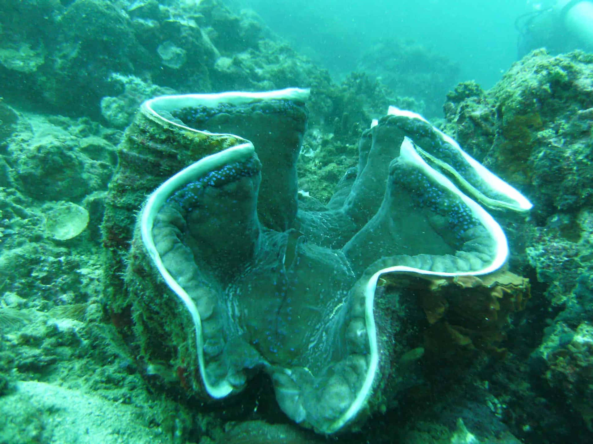 Giant Clam Underwater Wallpaper