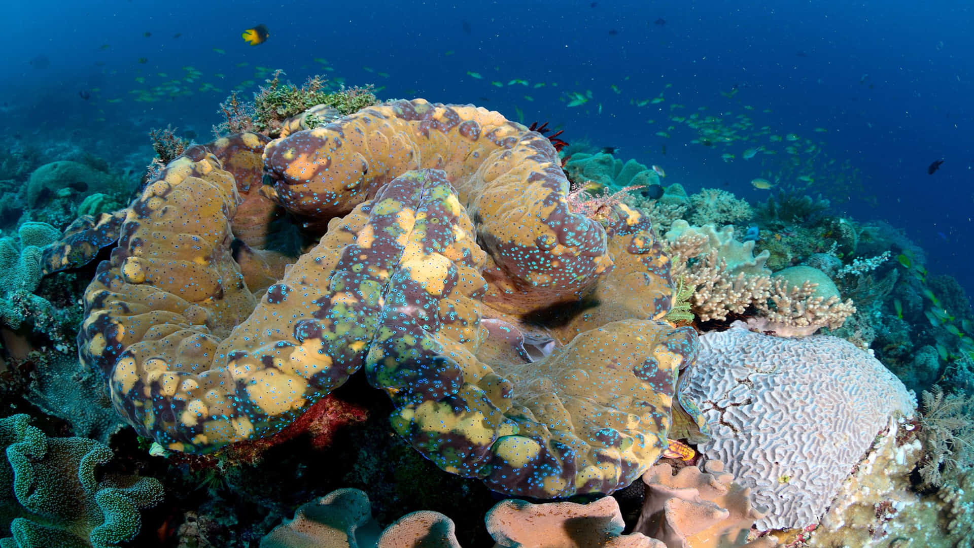 Giant Clamin Coral Reef Wallpaper