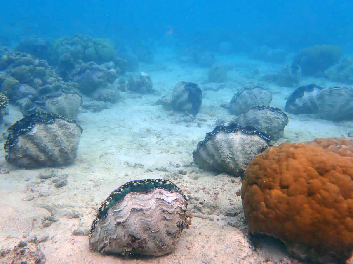 Giant Clams Coral Reef Ecosystem.jpg Wallpaper
