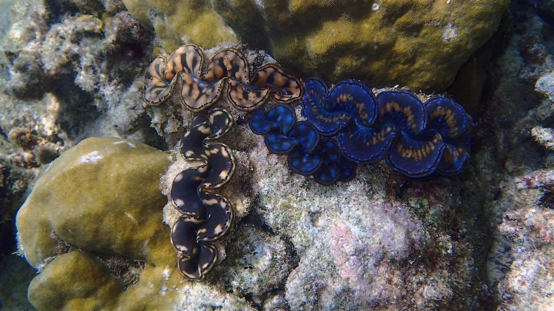 Giant_ Clams_in_ Coral_ Reef Wallpaper