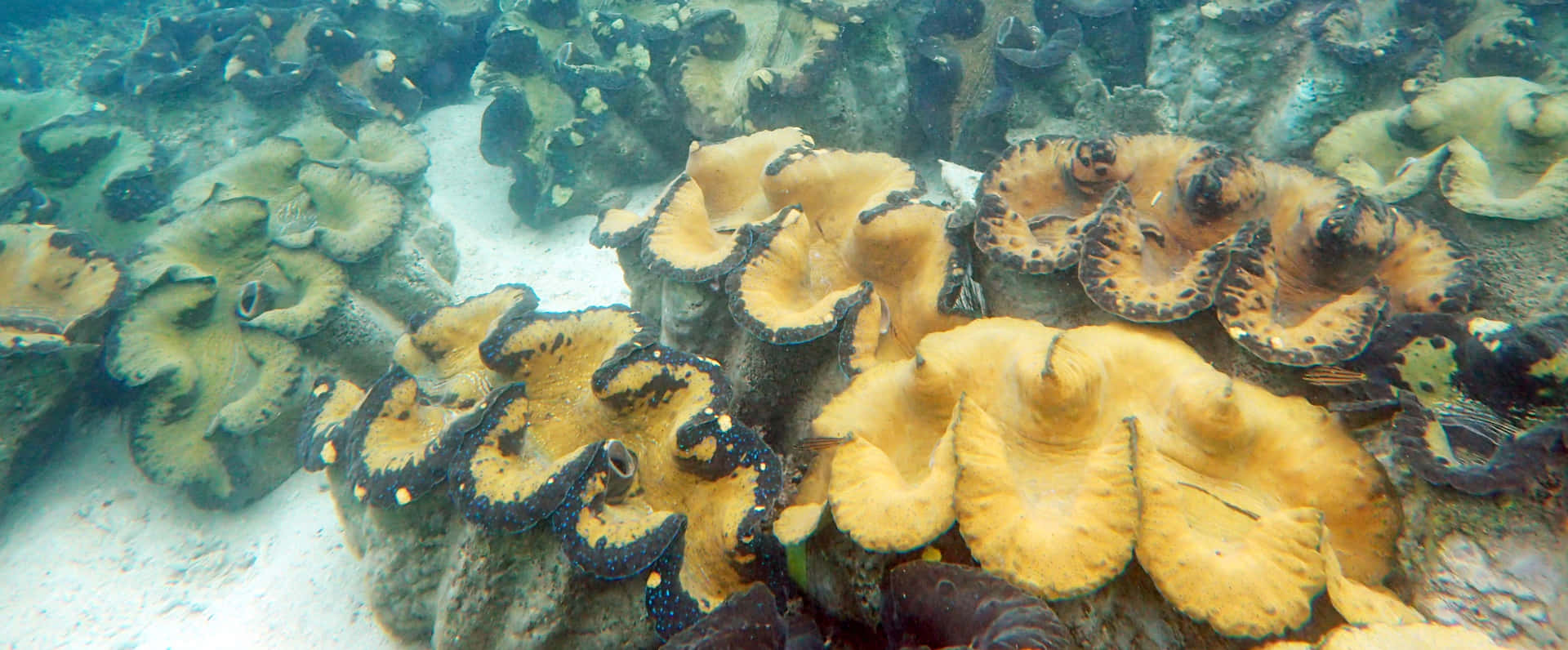 Giant Clams Underwater Reef Wallpaper
