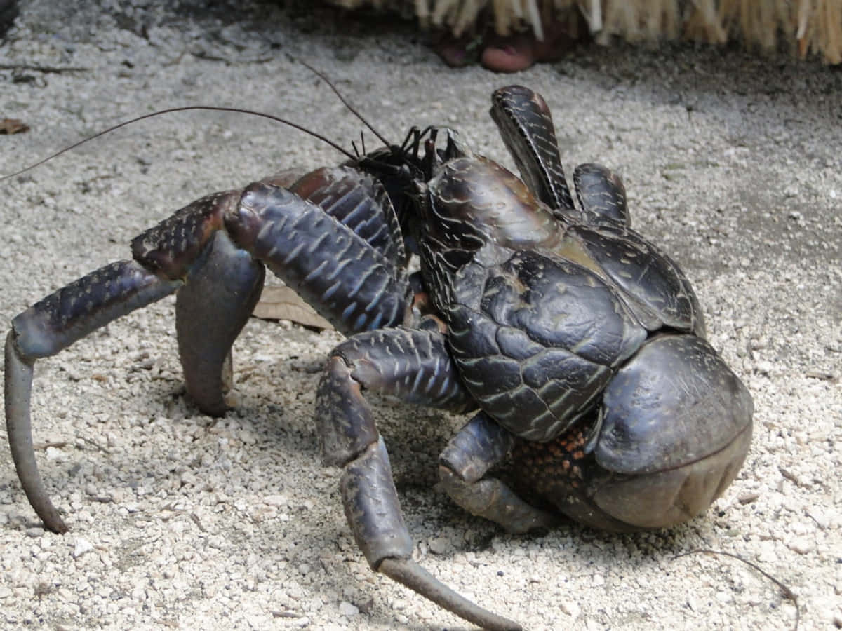 Giant Coconut Crab On Sand Wallpaper