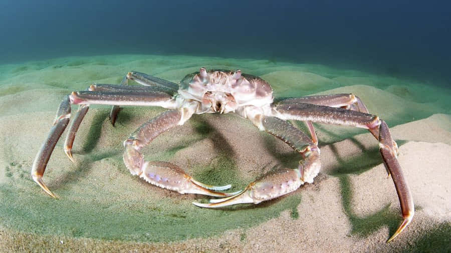 Giant Crabon Seabed.jpg Wallpaper