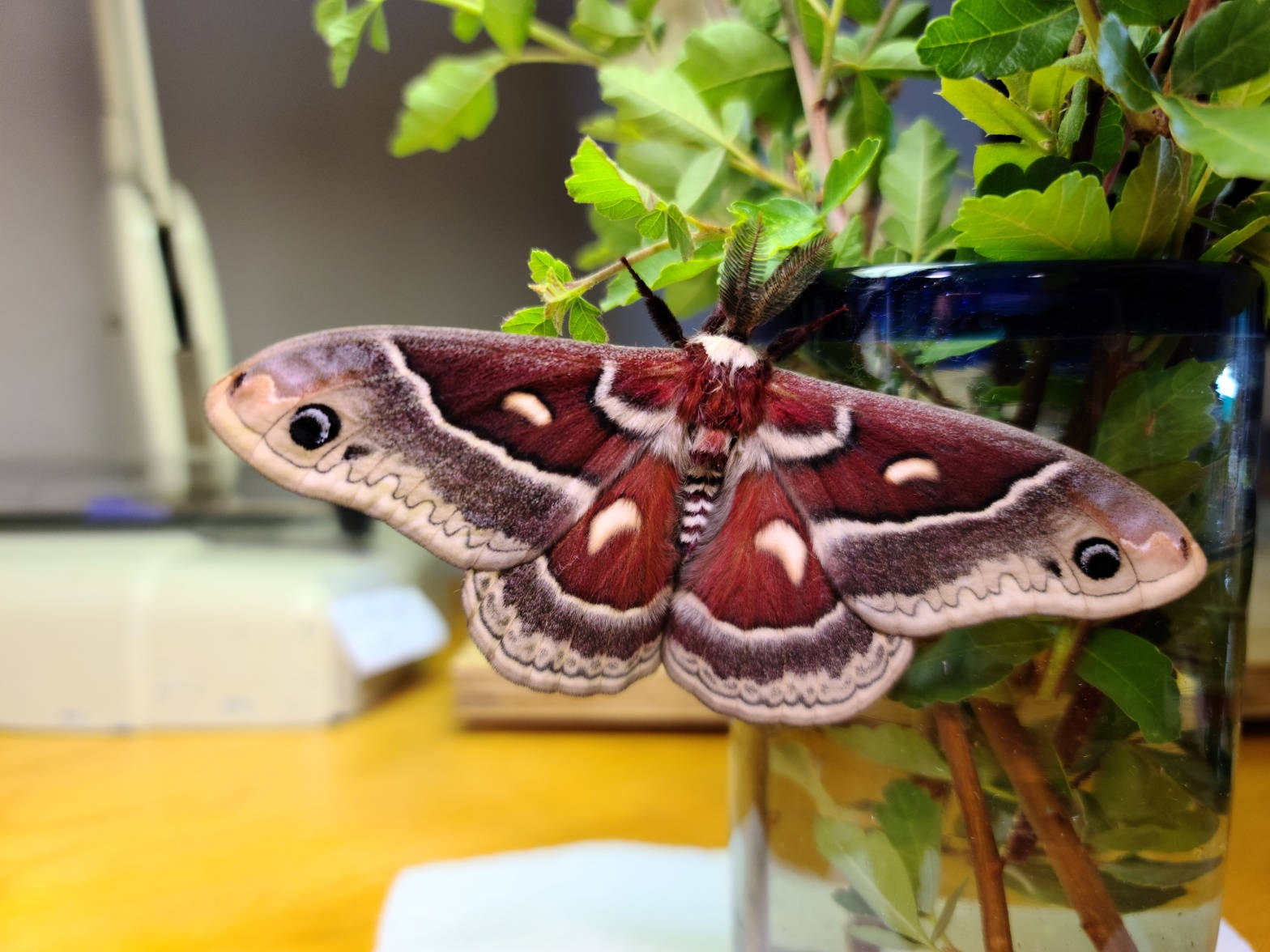 Giant Glover's Silkmoth Canada Insect Wallpaper