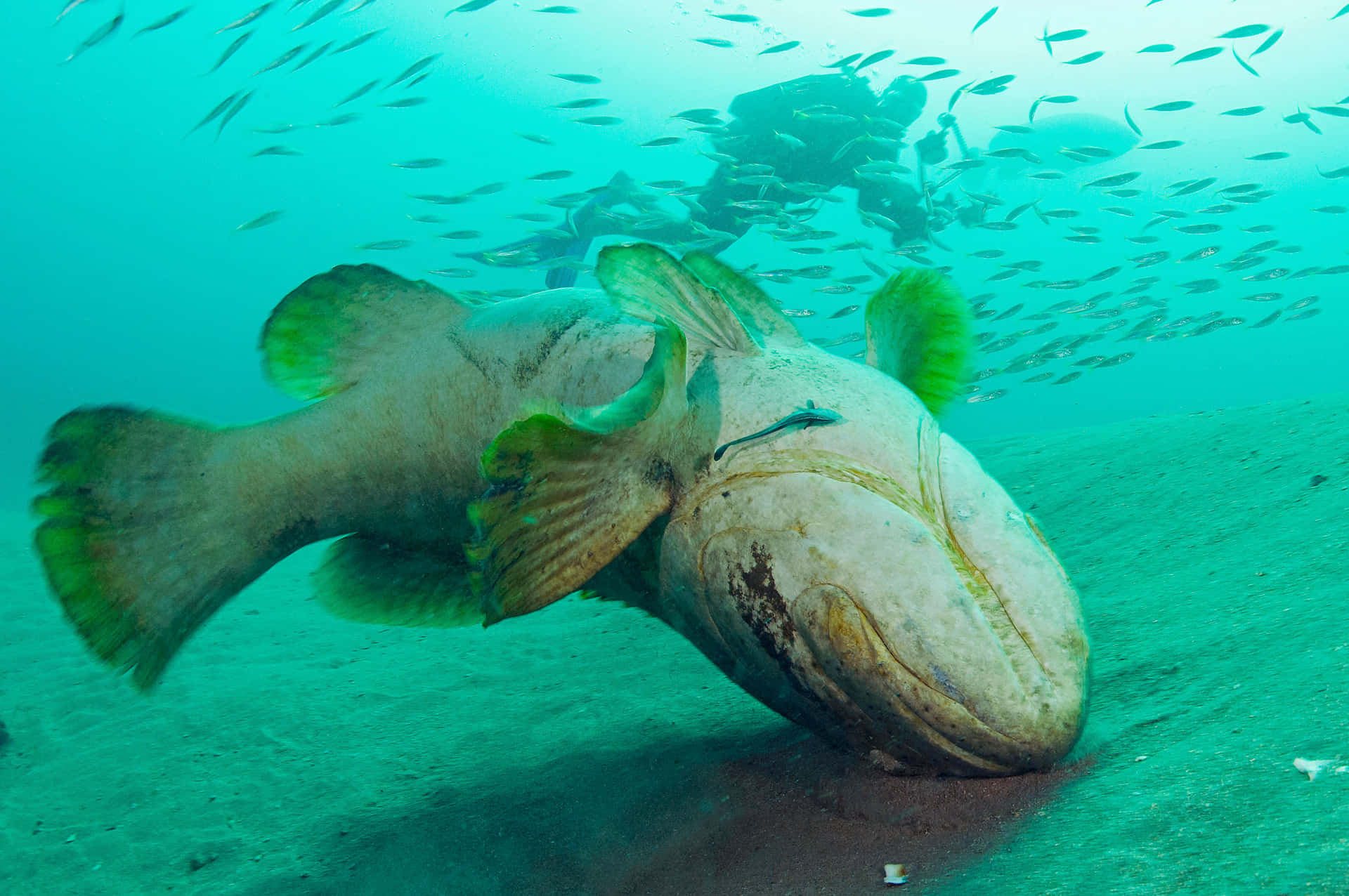 Giant Grouper Underwater Scene Wallpaper